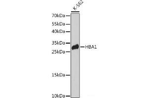 Western blot analysis of extracts of K-562 cells using HBA1 Polyclonal Antibody at dilution of 1:3000. (HBA1 Antikörper)