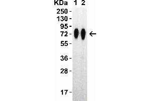 Western Blot Validation with SARS-CoV-2 (COVID-19) Spike RBD+SD1+SD2 Recombinant ProteinLoading: 30 ng per lane of SARS-CoV-2 (COVID-19) Spike RBD+SD1+SD2 recombinant protein, 10-305. (SARS-CoV-2 Spike Antikörper  (RBD))