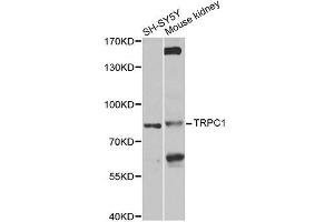 Western blot analysis of extracts of various cell lines, using TRPC1 antibody (ABIN6003660) at 1/1000 dilution. (TRPC1 Antikörper)