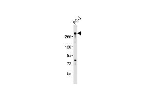 Anti-RLF Antibody (C-Term)at 1:2000 dilution + PC-3 whole cell lysates Lysates/proteins at 20 μg per lane. (RLF Antikörper  (AA 1751-1785))