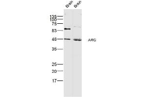 Lane 1: Rat brain Lane 2: mouse brain lysate probed with ARC Polyclonal Antibody, Unconjugated  at 1:300 dilution and 4˚C overnight incubation. (Arc Antikörper  (AA 101-200))