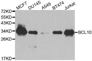 Western blot analysis of extracts of various cell lines, using BCL10 antibody. (BCL10 Antikörper  (AA 1-233))