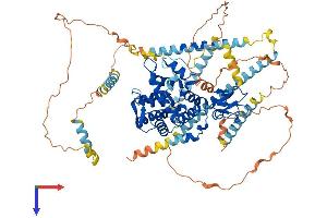 DTNA Protein (AA 1-746) (His tag)