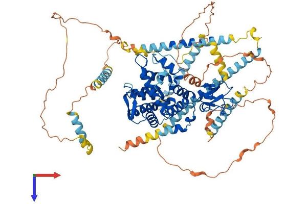 DTNA Protein (AA 1-746) (His tag)