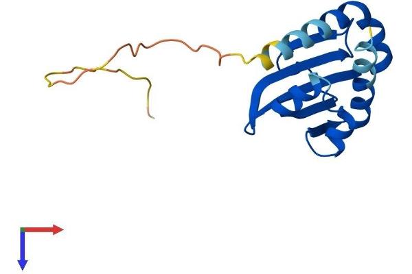 SCP2D1 Protein (AA 1-156) (His tag)