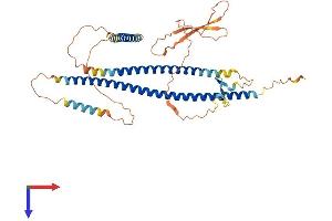 SPERT Protein (AA 1-446) (His tag)