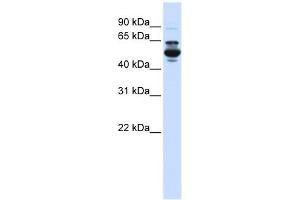 CYP3A43 antibody used at 1 ug/ml to detect target protein. (CYP3A4 Antikörper  (C-Term))