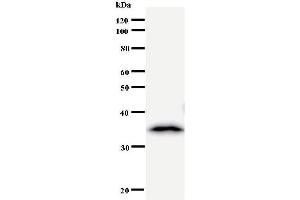 Western Blotting (WB) image for anti-Mediator Complex Subunit 17 (MED17) antibody (ABIN931011)