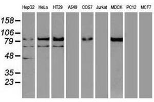 Image no. 1 for anti-Catenin (Cadherin-Associated Protein), beta 1, 88kDa (CTNNB1) (AA 531-781) antibody (ABIN1496900)