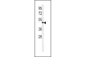 Western blot analysis of HVCN1 Antibody (N-term) (ABIN651233 and ABIN2840145) in Jurkat cell line lysates (35 μg/lane). (HVCN1 Antikörper  (N-Term))