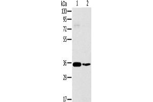 Western Blotting (WB) image for anti-OTU Domain, Ubiquitin Aldehyde Binding 1 (OTUB1) antibody (ABIN2423927) (OTUB1 Antikörper)