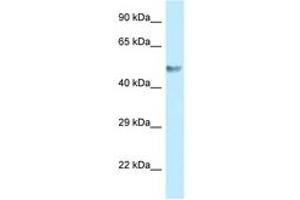 Image no. 1 for anti-Basic Leucine Zipper and W2 Domains 1 (BZW1) (C-Term) antibody (ABIN6747799) (BZW1 Antikörper  (C-Term))