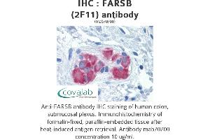 Image no. 1 for anti-Phenylalanyl-tRNA Synthetase, beta Subunit (FARSB) (AA 234-342) antibody (ABIN1723557) (FARSB Antikörper  (AA 234-342))
