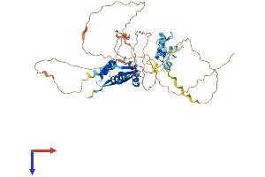 ZBTB32 Protein (AA 1-487) (His tag)