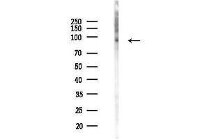 anti-Cell Division Cycle 27 Homolog (S. Cerevisiae) (CDC27) (pThr244) antibody