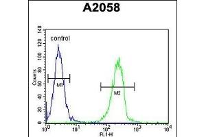 ENTHD1 Antibody (N-term) (ABIN654293 and ABIN2844088) flow cytometric analysis of  cells (right histogram) compared to a negative control cell (left histogram). (ENTHD1 Antikörper  (N-Term))