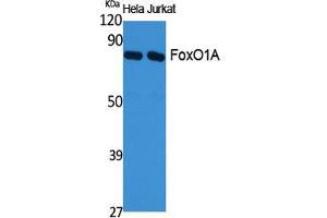 Western Blot (WB) analysis of specific cells using FoxO1A Polyclonal Antibody. (FOXO1 Antikörper  (Ser380, Thr382, Thr383))