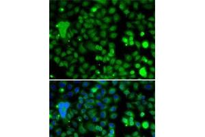 Immunofluorescence analysis of A-549 cells using KLF9 Polyclonal Antibody (KLF9 Antikörper)