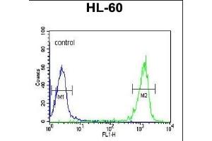 TL1 Antibody (C-term) (ABIN653753 and ABIN2843053) flow cytometric analysis of HL-60 cells (right histogram) comred to a negative control cell (left histogram).