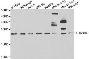 Western blot analysis of extracts of various cell lines, using C16orf80 antibody. (C16orf80 Antikörper  (AA 1-193))