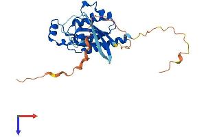 RHOU Protein (AA 1-258) (His tag)