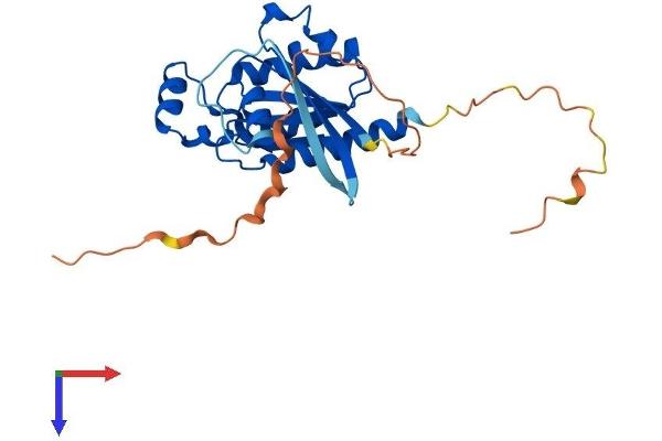 RHOU Protein (AA 1-258) (His tag)