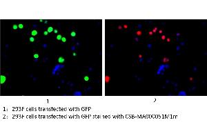 Immunofluorescence staining of 293F cells transfected with GFP with ABIN7141875 at 1:100, counter-stained with DAPI. (GFP Antikörper)