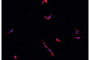 ABIN6277735 staining HepG2? (TAC1 Antikörper  (Internal Region))