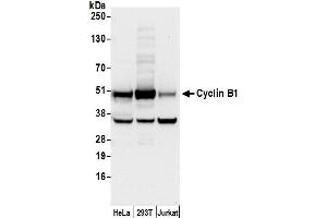 Western Blotting (WB) image for anti-Cyclin B1 (CCNB1) (AA 1-50) antibody (ABIN7450147)