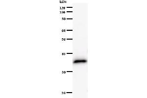 Western Blotting (WB) image for anti-Hairy/enhancer-of-Split Related with YRPW Motif-Like (HEYL) antibody (ABIN931114) (HEYL Antikörper)