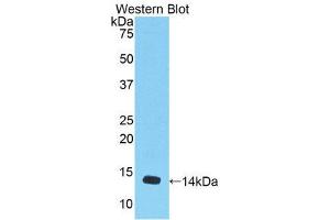 Western Blotting (WB) image for anti-Myostatin (MSTN) (AA 268-376) antibody (ABIN1174889)