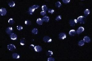 Immunofluorescence (IF) image for anti-BCL2-Like 1 (BCL2L1) (AA 18-233) antibody (ABIN968152)