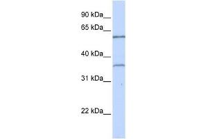 TBX15 antibody used at 0. (T-Box 15 Antikörper  (C-Term))