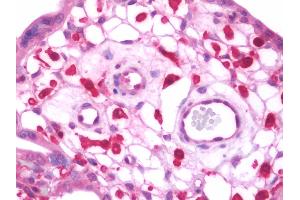 Anti-JAM-B / JAM2 antibody IHC staining of human placenta. (JAM2 Antikörper  (AA 1-294))