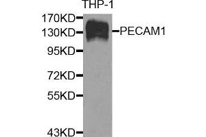 Western blot analysis of extracts of THP-1 cells, using CD31 antibody. (CD31 Antikörper)