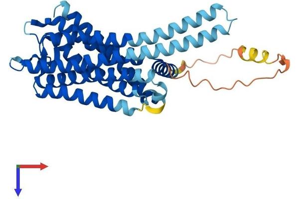 GPR78 Protein (AA 1-363) (His tag)