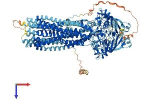ABCB5 Protein (AA 1-1257) (His tag)