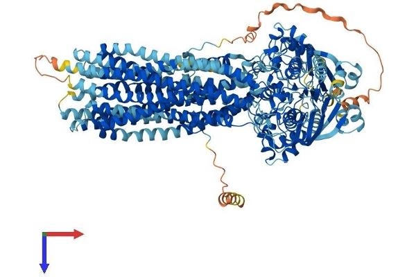 ABCB5 Protein (AA 1-1257) (His tag)