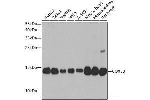 Western blot analysis of extracts of various cell lines using COX5B Polyclonal Antibody at dilution of 1:1000. (COX5B Antikörper)