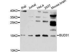 Western blot analysis of extracts of various cell lines, using BUD31 antibody (ABIN5997328) at 1/1000 dilution. (BUD31 Antikörper)