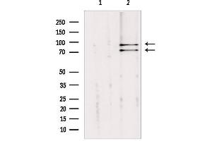 Western blot analysis of extracts from mouse brain, using Cullin 2 Antibody. (Cullin 2 Antikörper  (C-Term))