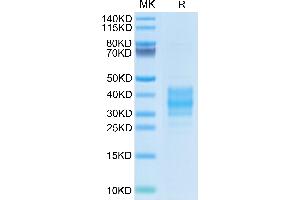 FOLR2 Protein (AA 9-187) (His tag)