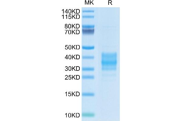 FOLR2 Protein (AA 9-187) (His tag)