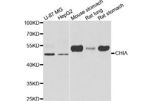 Western blot analysis of extracts of various cell lines, using CHIA antibody (ABIN5973937) at 1/1000 dilution.