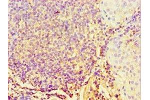Immunohistochemistry of paraffin-embedded human tonsil tissue using ABIN7170704 at dilution of 1:100 (STARD3 Antikörper  (AA 170-445))