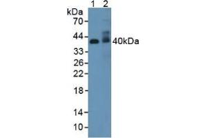 Figure. (Adiponectin Receptor 2 Antikörper  (AA 1-147))