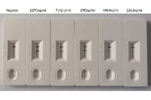 In the Colloidal Gold Immunochromatography Assay detection system, the background of antibody (ABIN6953156) is clean, the detection limit can be as low as 446.