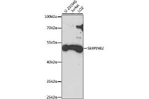 Western blot analysis of extracts of various cell lines, using SERPINB2 antibody (ABIN7269389) at 1:1000 dilution. (SERPINB2 Antikörper  (AA 1-415))