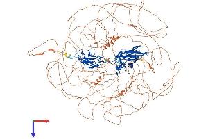 NFAT5 Protein (AA 1-1531) (His tag)