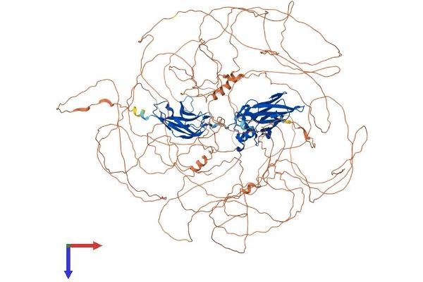 NFAT5 Protein (AA 1-1531) (His tag)
